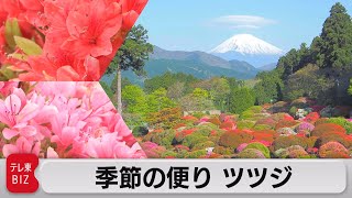 １週間ほど早い季節の便り　ツツジ（2021年5月3日）