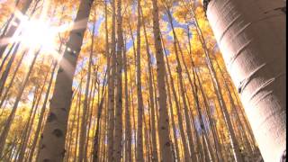 fall-trees-with-sunlight-beaming-through-2_bJ3Q_6Uer