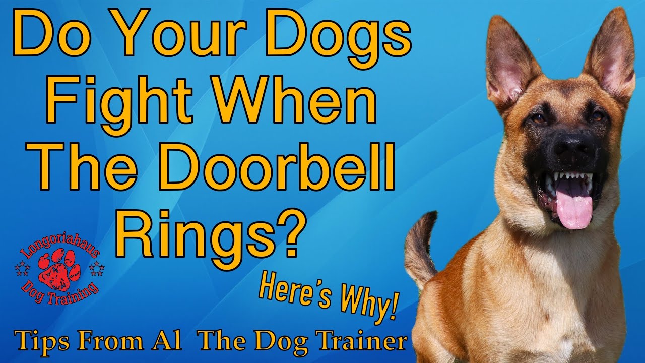 Why Do My Dogs Fight When The Doorbell Rings Tips From Al The Dog Why Do My Dogs Fight When The Doorbell Rings Tips From Al The Dog