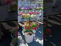 Plant after result blooming beautiful Portulaca flower #shorts #portulacaflower #plants