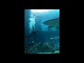 Texas State Aquarium Sharks