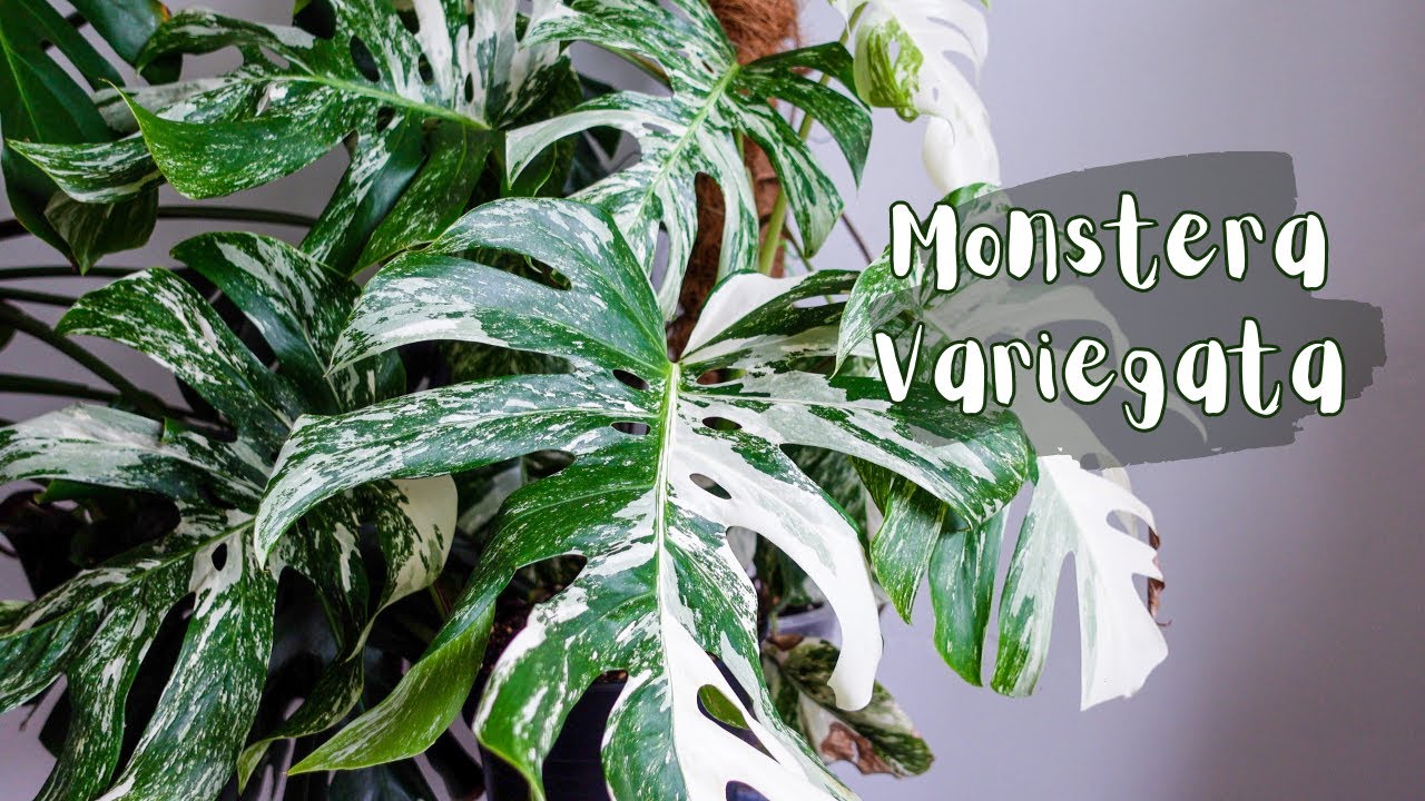 Monstera Variegata : Conseils et entretien, je vous dis tout