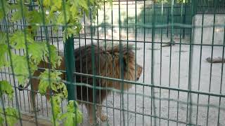 Грозный лев в зоопарке Бердянска