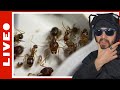 Camponotus maculatus subnudus tour de ma colonie en dtail rediff live 05052024