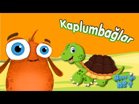 Kaplumbağalar Nerede Yaşar? | Okul Öncesi Eğitici Animasyon | Anne Bu Ne?