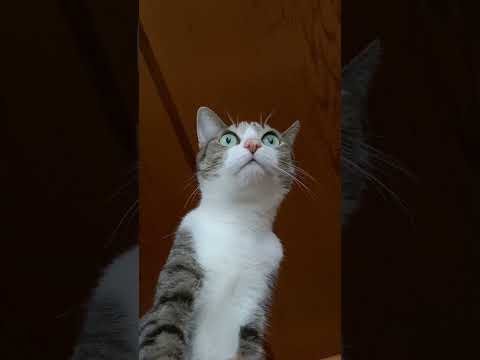 見る猫 - Cats seeing it - #Shorts