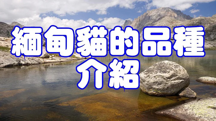 Watch the video about Burmese Cat Variety Introduction