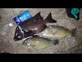 【魚突き】マクブとイシガキダイを夜に手モリで突きました