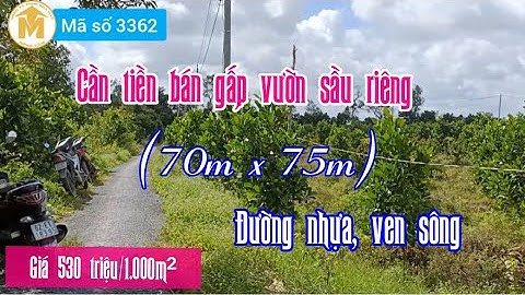 Cần bán gấp 5.300m² đất vườn sầu riêng, giá 530 triệu 1.000m² ở Cái Bè, Tiền Giang - MS 3362