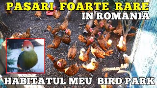 O colecție de păsări foarte rare în România la "Habitatul meu Bird Park" din Dumești, Județul Iasi