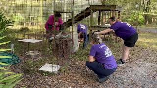 Beacher Savannah~It's All On Cat Time While Loading Up for Arkansas!