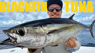 Florida Keys Tuna Beatdown | Blackfin Tuna Feast