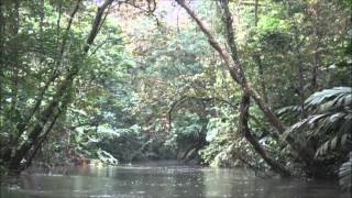 75 Minutes Jungle And Thunder Sounds