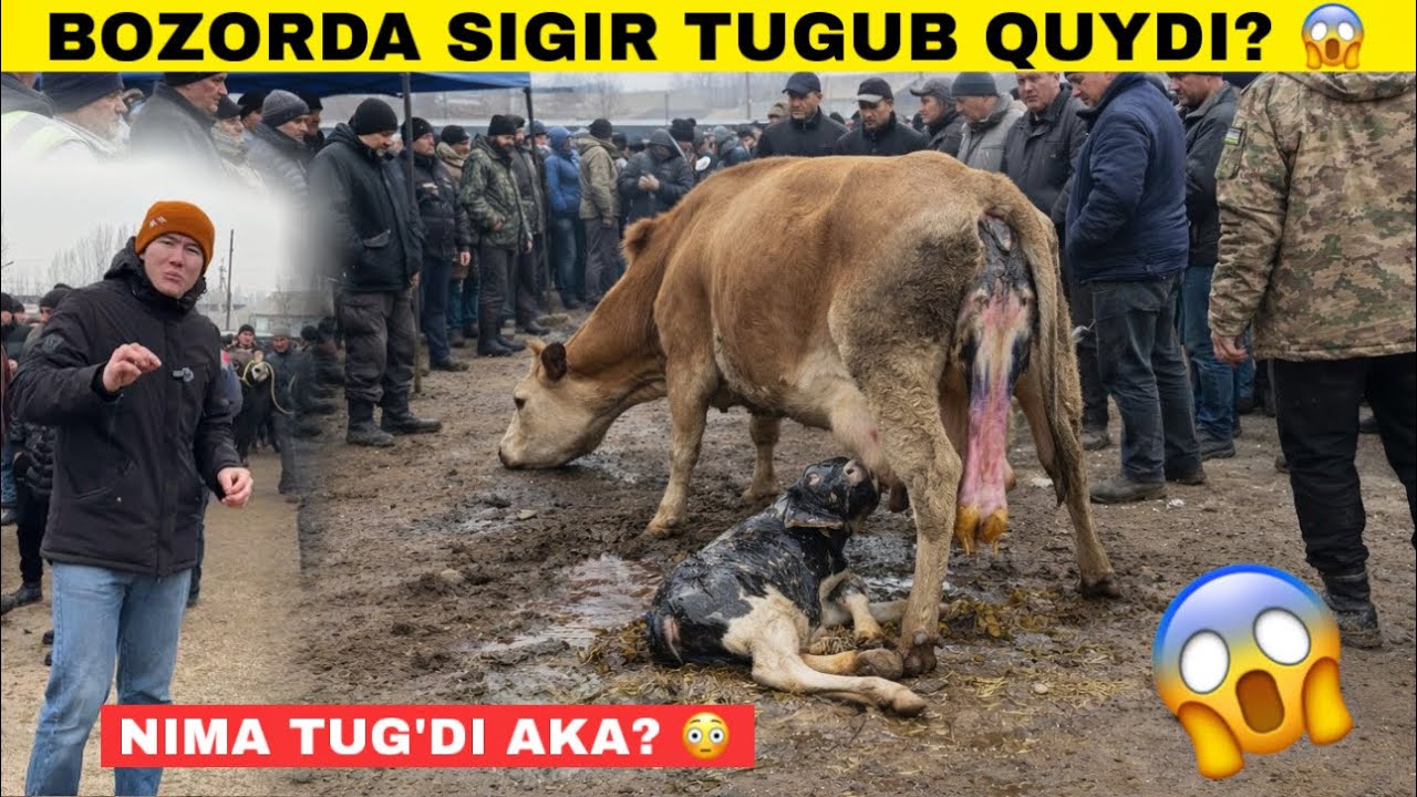 БОЗОРДА МОЛ ТУҒИБ КУЙДИ? МОЛ БОЗОРИ ДАХШАТ БУЛДИ ФАКАТ СОТИЛГАНЛАРИ!