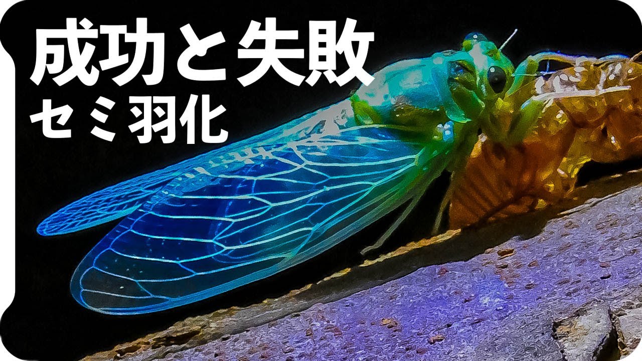 セミ羽化の失敗と成功 ミンミンゼミとアブラゼミの羽化成功 Youtube