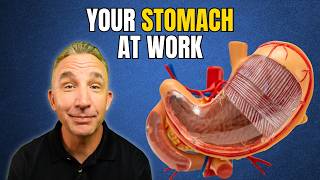 Stomach Anatomy: How Your Stomach Really Breaks Down Food (Digestive System)