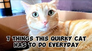 7 things freckled ginger cat does religiously everyday #cute #cats #catvideos #catlover