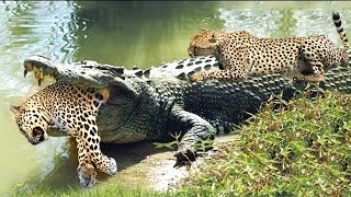 Brutality! Crocodile's Surprise Attack Leaves Cheetah Untimely to Counterattack - What Happens Next?