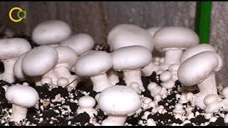 Cultivo de champiñones y setas en cuevas