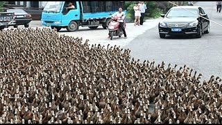 Duck Army Videos Compilation || New