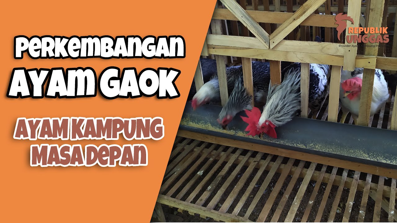 Perkembangan Ayam Gaok, Ayam Kampung Masa Depan di Republik Unggas
