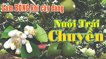 Hướng Dẫn Xử Lý Làm Bông Khi Cây Đang Nuôi Trái Chuyền | Bưởi Da Xanh