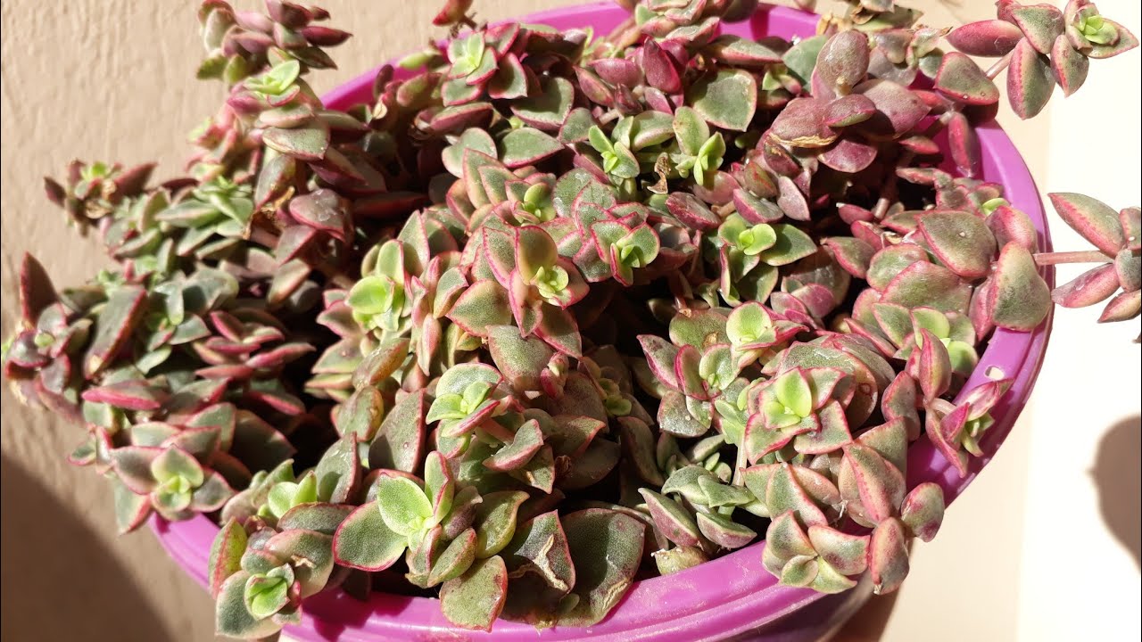 Sukulentlerde bitlenme hastalıkları .