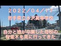 【桜並木】【桜の名所】【岩手県立水沢高等学校】岩手県奥州市水沢 岩手県立水沢高等学校の桜並木 自分と娘が卒業した母校 校門ローターリーの桜と正門側の桜並木 学校の桜の木 【長距離トラック運転手】