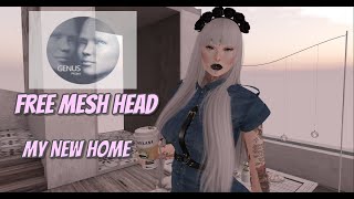 FREE Mesh Head & My new home