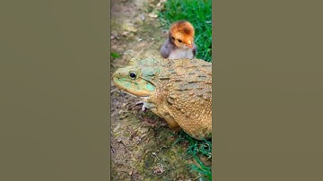 Big Bullfrog and chick for fun | Frog laughter | Touch Frog joke