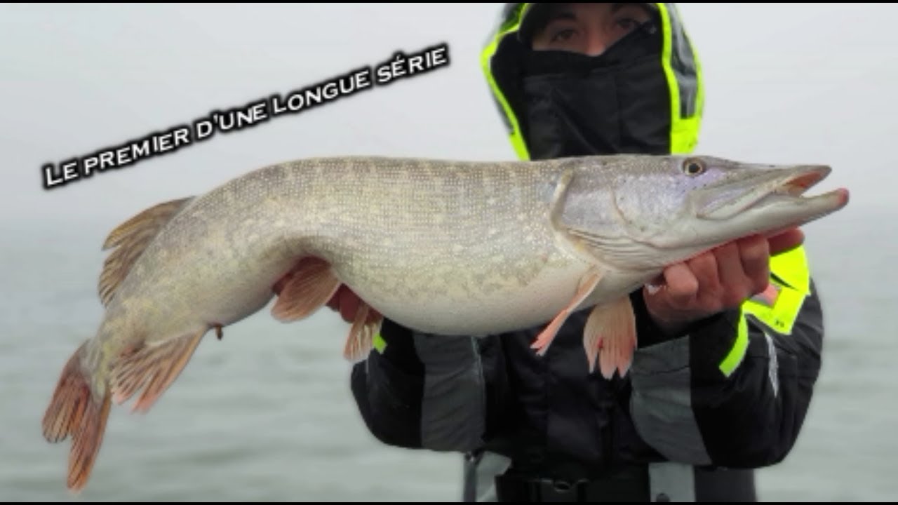 Les GROS brochets sont là !!! / {Touches en directs} YouTube