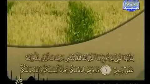 خليفة الطنيجي سورة التحريم 66