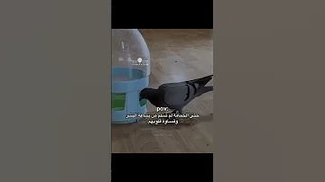 حتى الحمامة لم تسلم من بشــاعة البشر عبارات جميلة اكسبلور اقتباسات كلمات لايك حالات واتس 