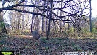 016579004266552 74 3 10262025092740 W1001221