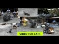 😍 Relaxing Video for Cats and Dogs. Chipmunks, Squirrels, and birds. Animals funny feeding videos.