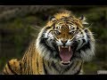Devoradores de Homens: Os Últimos Tigres da Índia - Documentário Discovery
