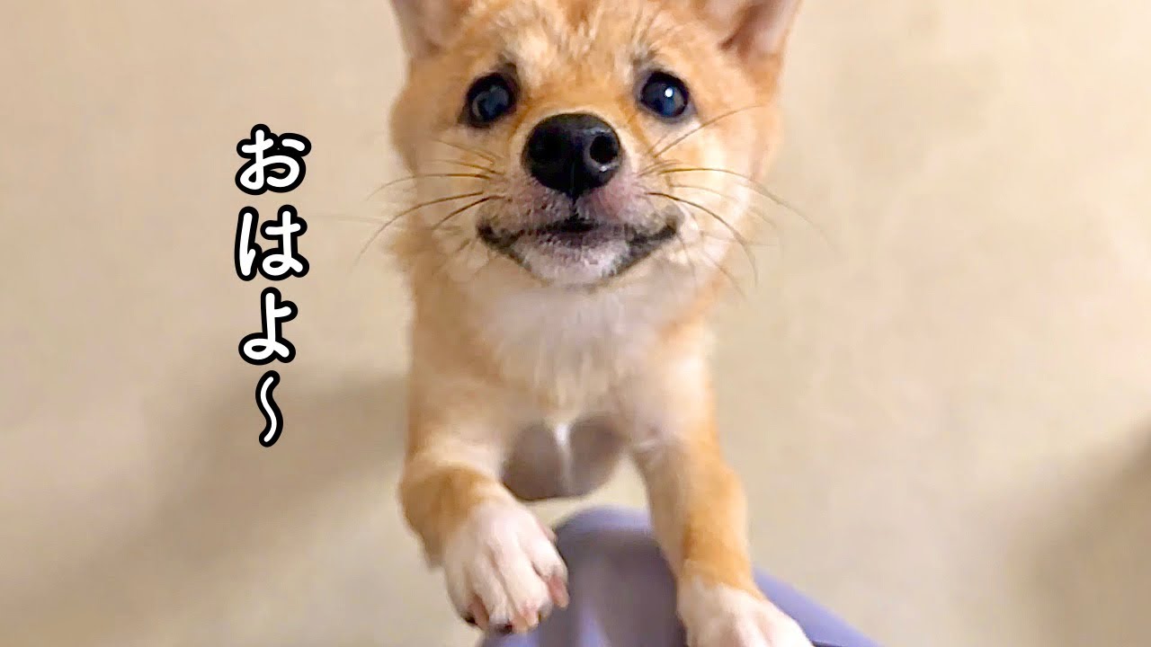 確認用 可愛い豆柴② おどろおどろしい パネル生地