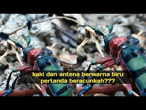 Video: Penggerek kumbang: hama cantik