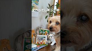 今日もママに会いに行く#保護犬 #老犬#ヨーキー親子 #朝の日課