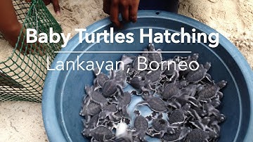 Baby Turtles!! - Lakayan Island,  Borneo | Absolute Nature