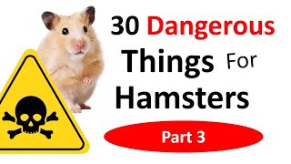 30 Dangerous Things For Hamsters Part 3