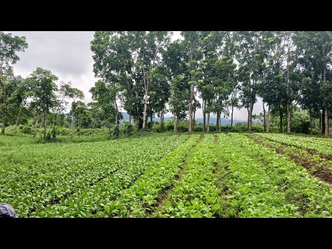 Ang Pagtatanim ng Kamote.! #vegetables #viral