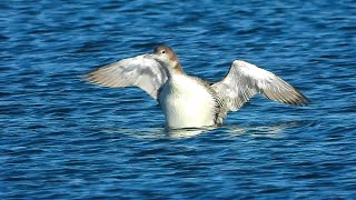 Common Loon  - Pat O'Neil Bird ID's