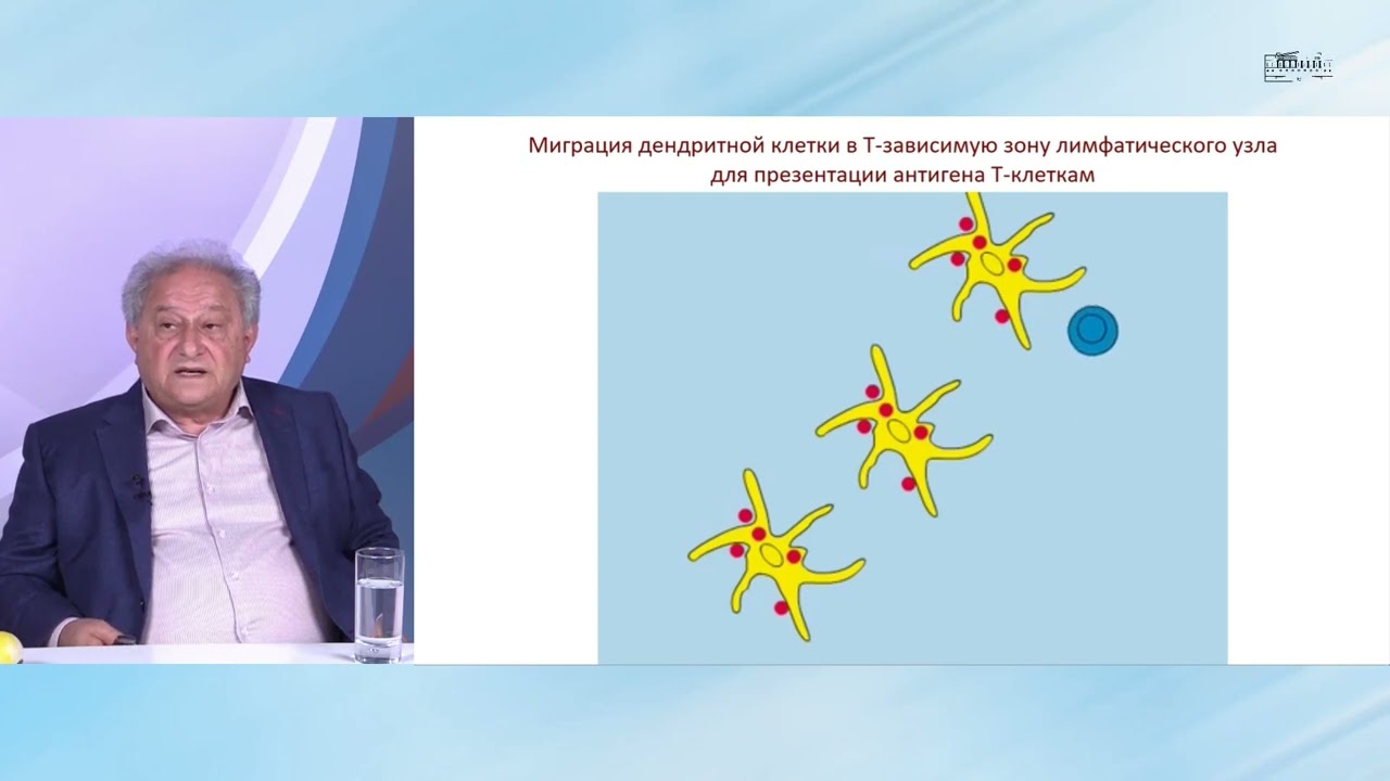 Клетки врожденного иммунитета вовлекают в ответ более специфичные адаптивные реакции. Гариб Ф.Ю.