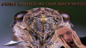 Extreme Macro with the Laowa25mm - Focus stacking & editing in Zerene