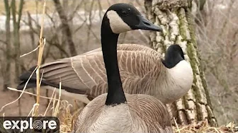 Decorah Goose | Highlights