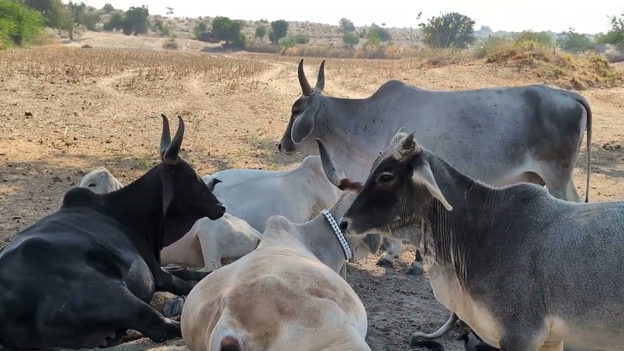 Cow 🐄🐮 wildlife 