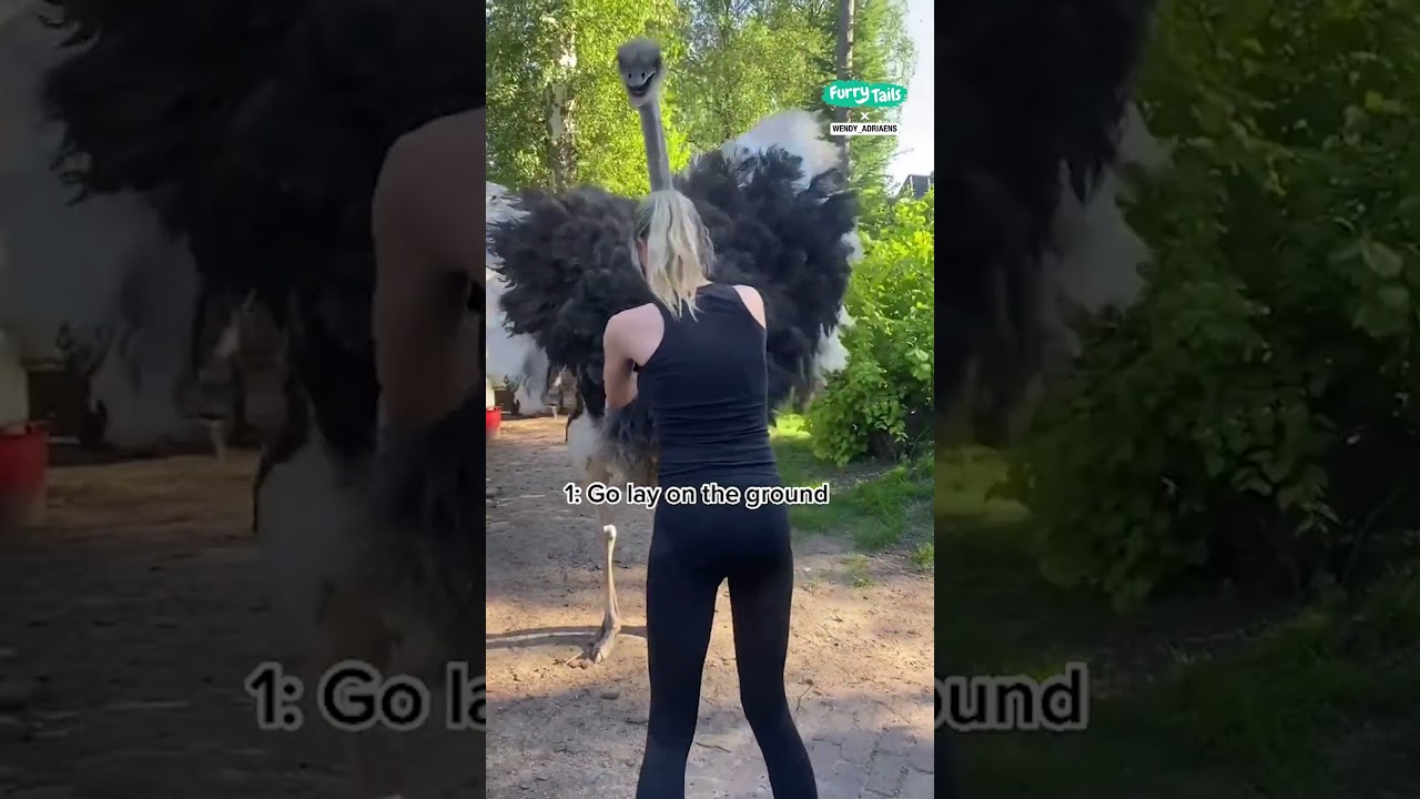 😮 What to do when an ostrich attacks you #shorts @FurryTails