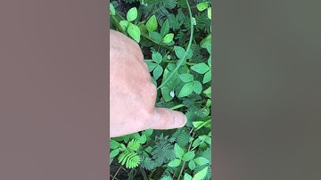 Hoa Mắc cở/Thanh Thuy Vlog