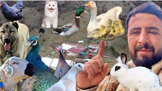 A FAMILY LIVING IN A MOUNTAIN HOUSE WITH GEESE, CHICKENS,RABBITS,SHEEP, KANGAL DOGS AND MANY ANIMALS